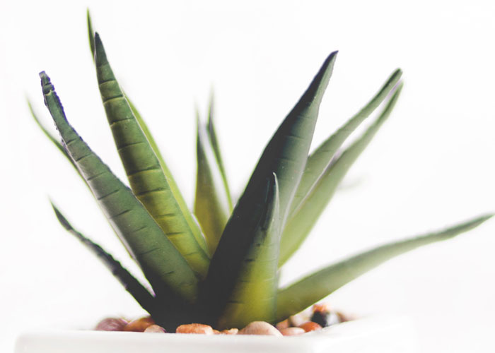 Aloe Vera Remedy